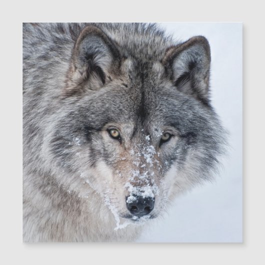 Timber Wolf  (Front)