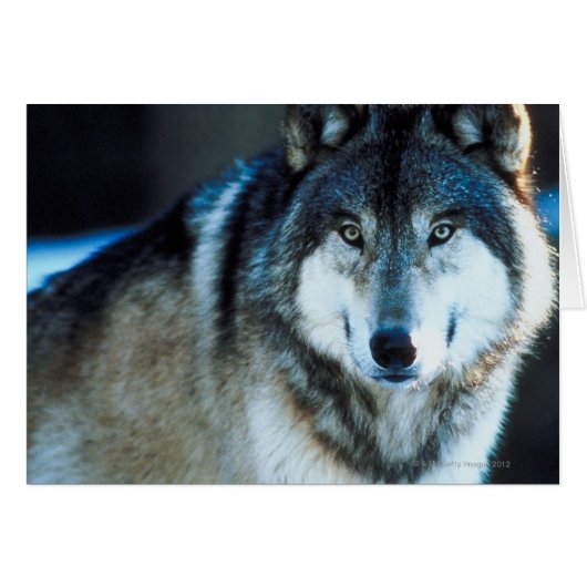 Timber wolf (Front Horizontal)