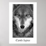 Timber Wolf #1 Canis Lupus Poster at Zazzle