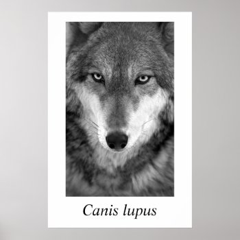 Timber Wolf #1 Canis Lupus Poster by rgkphoto at Zazzle