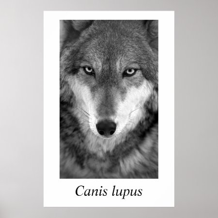 Timber Wolf #1 Canis Lupus Poster