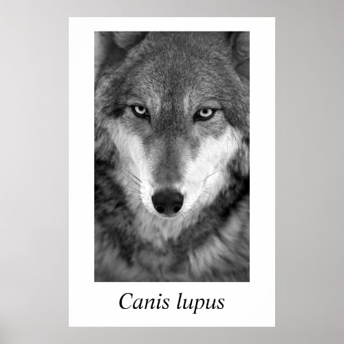 Timber Wolf 1 Canis lupus Poster