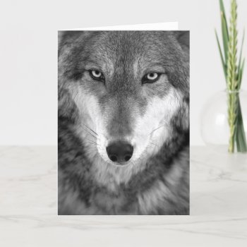 Timber Wolf #1-greeting Card by rgkphoto at Zazzle