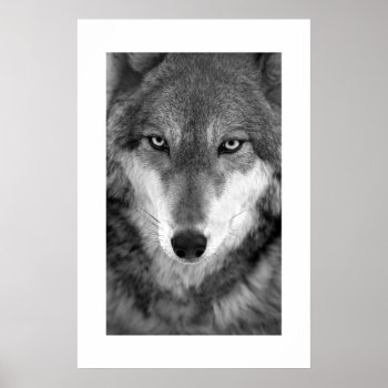 Timber Wolf #1 Poster by rgkphoto at Zazzle