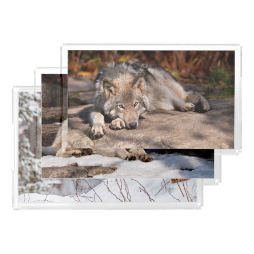 Timber Wolf Acrylic Tray