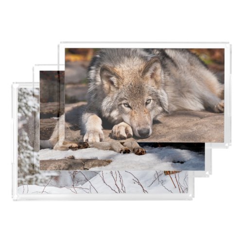 Timber Wolf Acrylic Tray