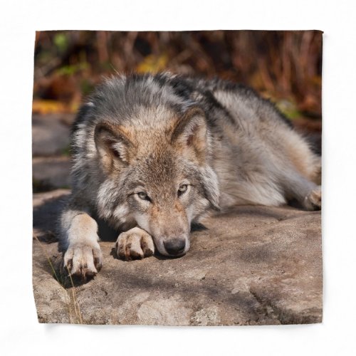 Timber Wolf Bandana