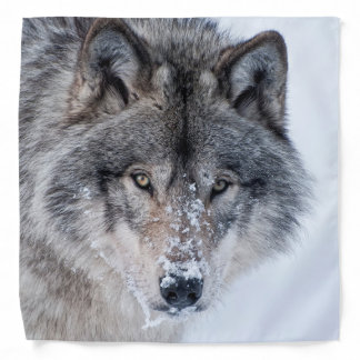 Timber Wolf Bandana