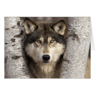 Timber wolf by Jim Zuckerman Cards