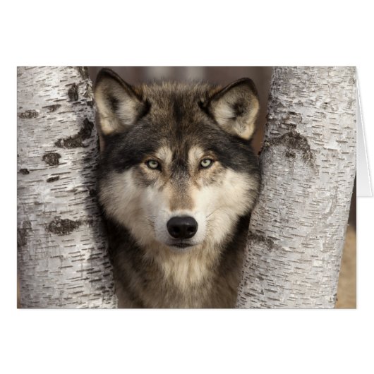 Timber wolf by Jim Zuckerman Cards (Front Horizontal)