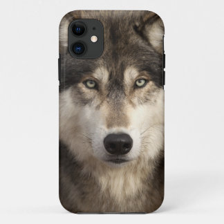 Timber wolf by Jim Zuckerman iPhone 11 Case