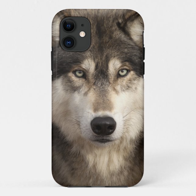 Timber wolf by Jim Zuckerman Case-Mate iPhone Case (Back)