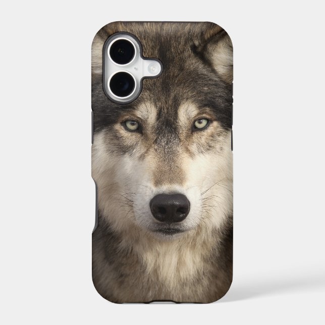 Timber wolf by Jim Zuckerman Iphone Case (Back)