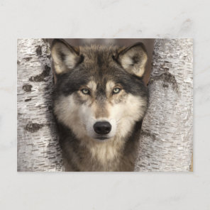 Timber wolf by Jim Zuckerman Postcard