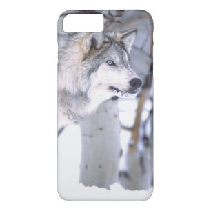 Timber Wolf, Canis lupus, Movie Animal Utah) iPhone 8 Plus/7 Plus Case