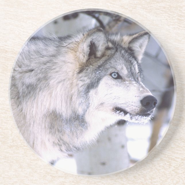 Timber Wolf, Canis lupus, Movie Animal Utah) Drink Coaster (Front)