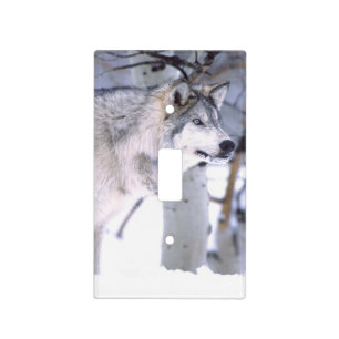Timber Wolf, Canis lupus, Movie Animal Utah) Light Switch Cover
