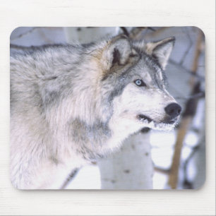 Timber Wolf, Canis lupus, Movie Animal Utah) Mouse Pad