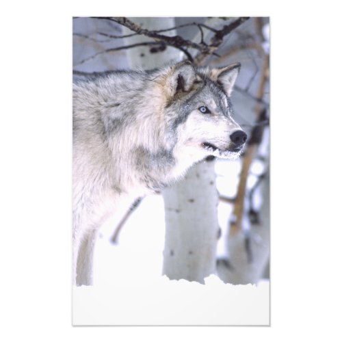 Timber Wolf Canis lupus Movie Animal Utah Photo Print