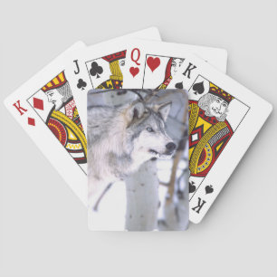 Timber Wolf, Canis lupus, Movie Animal Utah) Poker Cards