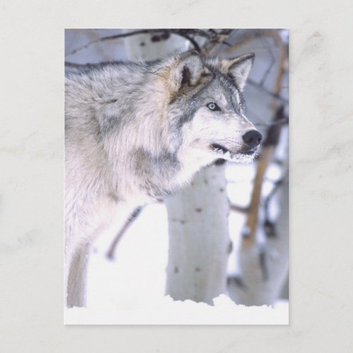 Timber Wolf Canis lupus Movie Animal Utah Postcard