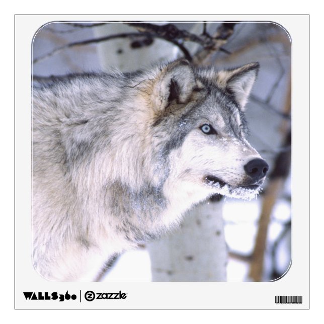 Timber Wolf, Canis lupus, Movie Animal Utah) Wall Sticker (Front)