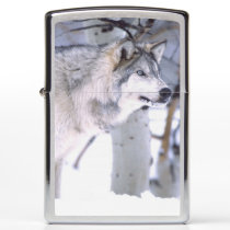 Timber Wolf, Canis lupus, Movie Animal Utah) Zippo Lighter