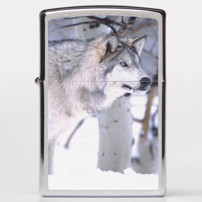 Timber Wolf, Canis lupus, Movie Animal Utah) Zippo Lighter (Front)