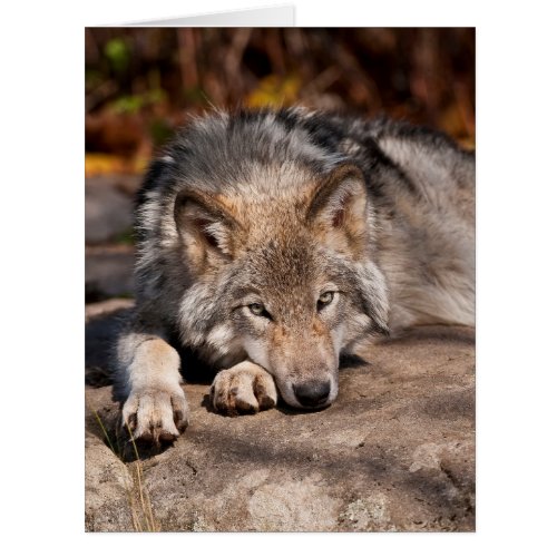 Timber Wolf Card