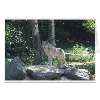 Timber Wolf Cards