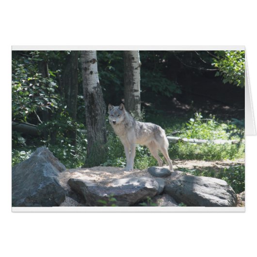 Timber Wolf Cards (Front Horizontal)