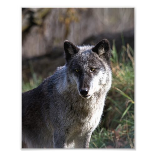 Timber Wolf _ Close Up Photo Print