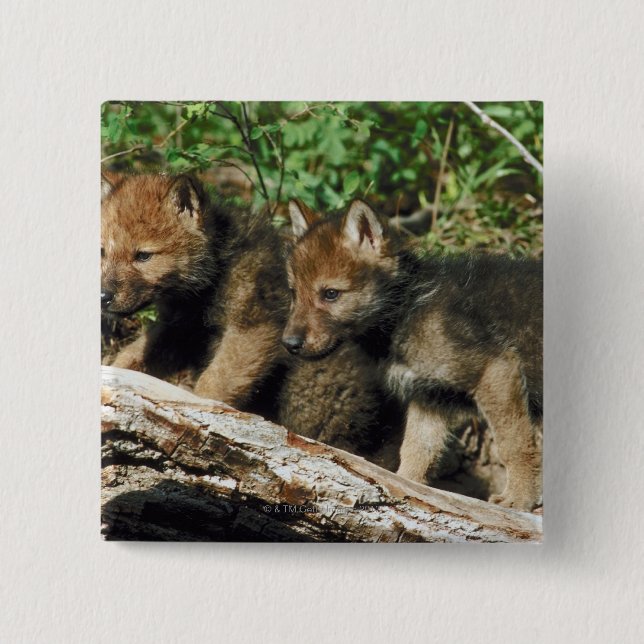 Timber wolf cubs button (Front)