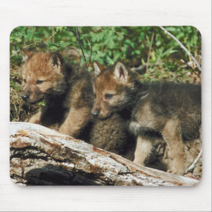 Timber wolf cubs mouse pad