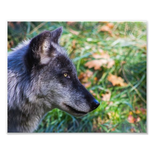 Timber Wolf Face Photo Print