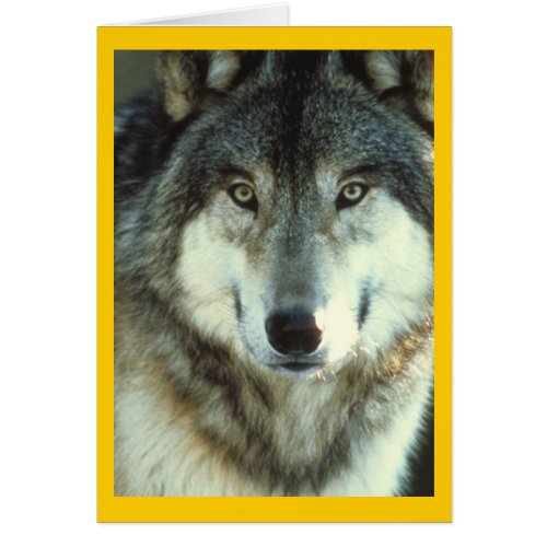 Timber Wolf from Junglewalkcom