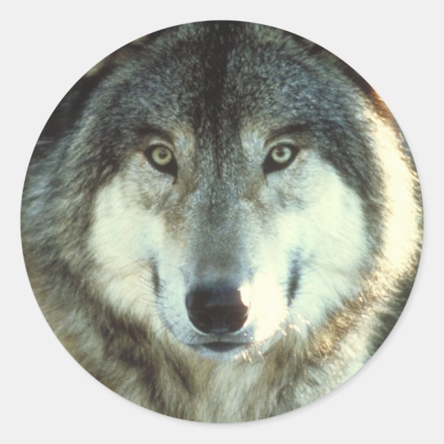 Timber-Wolf from JungleWalk.com Classic Round Sticker (Front)