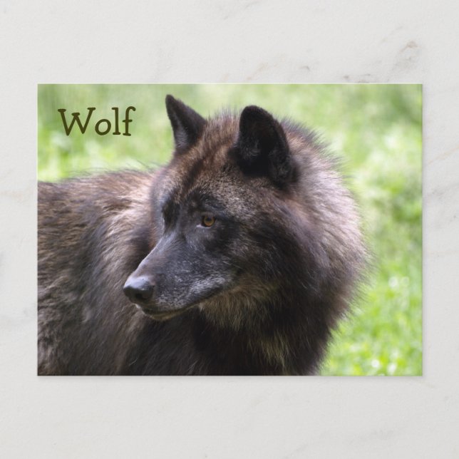 Timber Wolf Grey Wolf Wild Animal Postcards (Front)