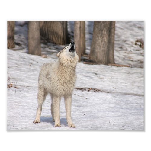 Timber Wolf Howling Photography Print