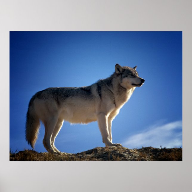 Timber Wolf in Montana - Big Sky Country Poster (Front)