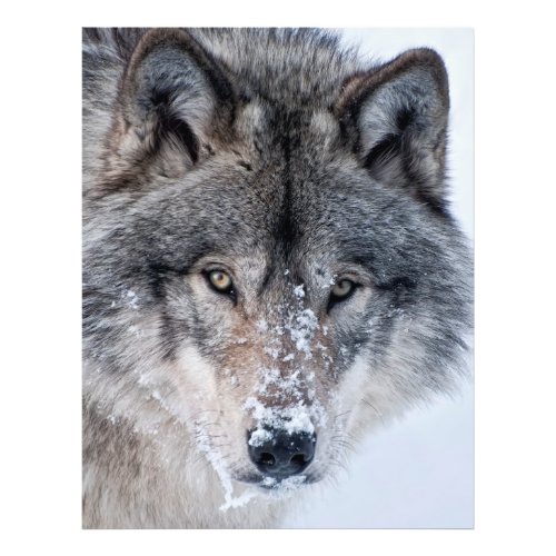Timber Wolf  Photo Print