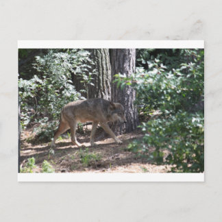Timber Wolf Postcard