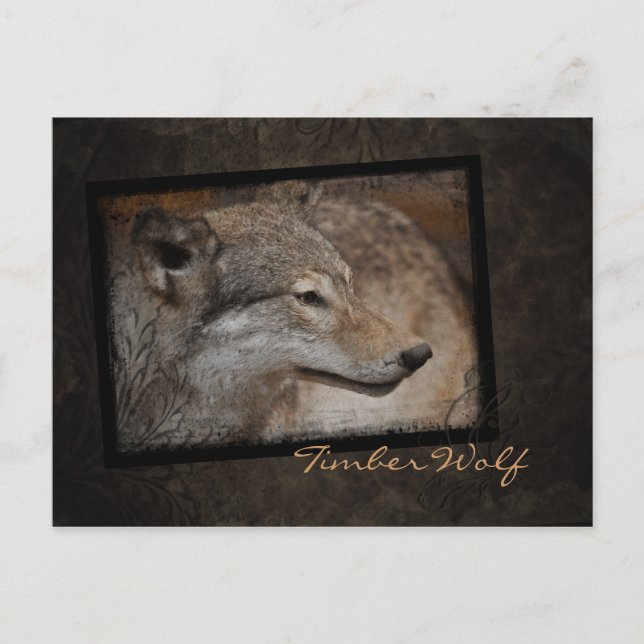 Timber Wolf Postcard (Front)