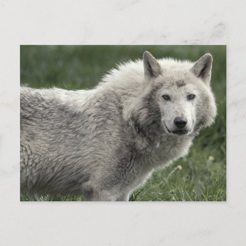 Timber wolf postcard