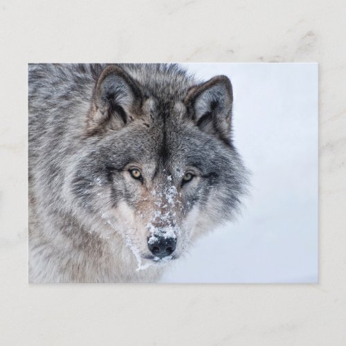 Timber Wolf Postcard
