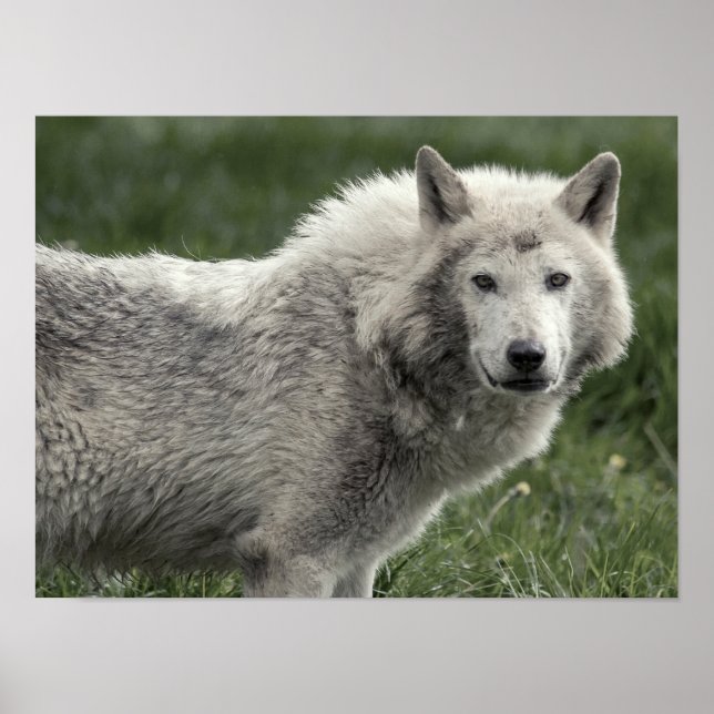 Timber wolf poster (Front)