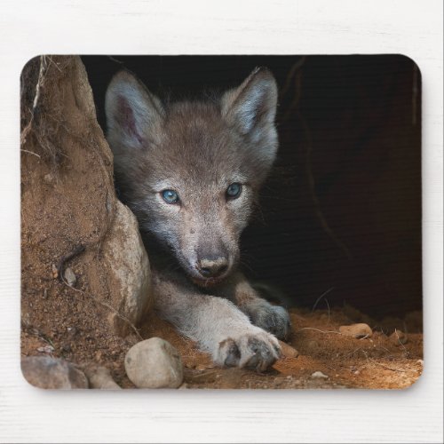 Timber Wolf Pup Mouse Pad