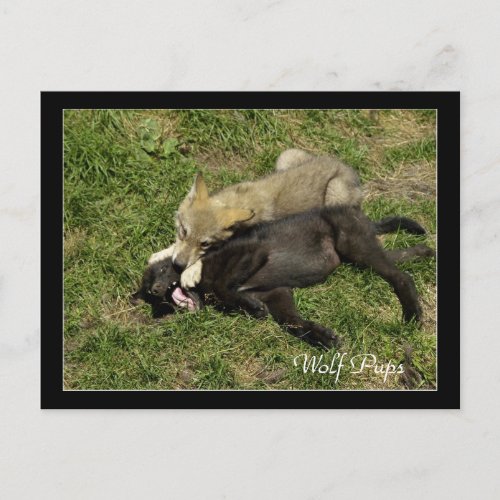 Timber Wolf Pups  Wild Animal Postcards