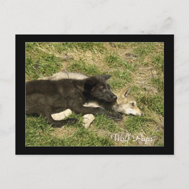 Timber Wolf Pups  Wild Animal Postcards (Front)