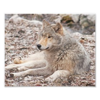 Timber Wolf Resting Photography Print